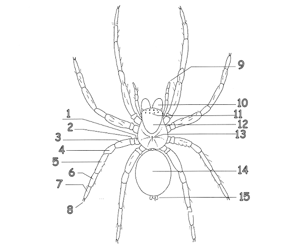 Anatomy Of A Spider Anatomical Charts And Posters